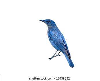 Bird (Blue Rock-Thrush) isolated on white background