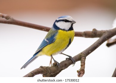 bird - blue tit - Shutterstock ID 17530012