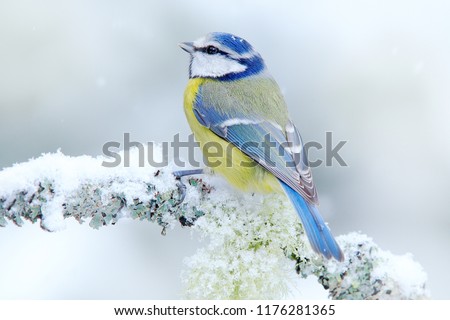 Bird Blue Tit in forest, snowflakes and nice lichen branch. Wildlife scene from nature. Detail portrait of beautiful bird, France, Europe. First snow in nature. Snow winter with cute songbird. 