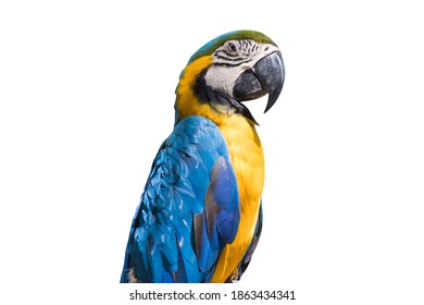 Exotic Of Blue And Gold Macaw Parrot Bird Isolated On White Background 的类似图片 库存照片和矢量图 Shutterstock