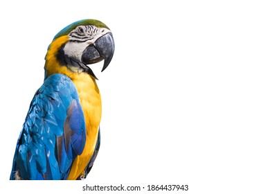 Exotic Of Blue And Gold Macaw Parrot Bird Isolated On White Background 的类似图片 库存照片和矢量图 Shutterstock