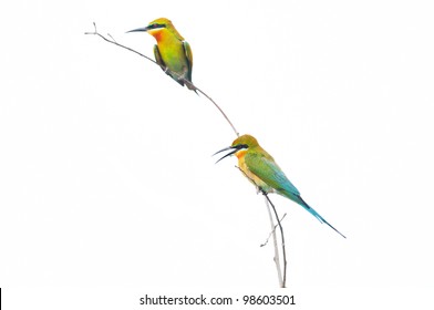 Bird (Blue-tailed Bee-eater) isolated on white background