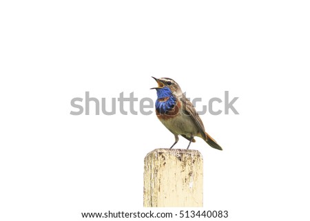 the bird is the Bluethroat sings one hundred on a wooden fence on a white isolated background