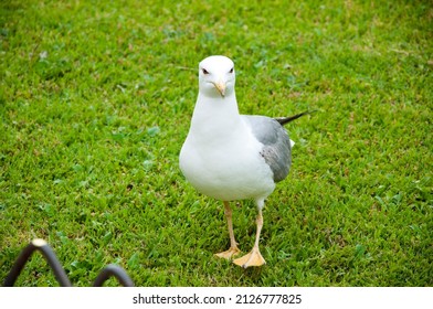 Bird Bonapartes Gull On The Grass Outdoor. Wild Seagull With Natural Green Background. Gull Walk In Italy Park. Beautiful And Funny Seagull On Green Grass.