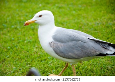 Bird Bonapartes Gull On The Grass Outdoor. Gull Walk In Italy Park. Beautiful And Funny Seagull On Green Grass. Wild Seagull With Natural Green Background.