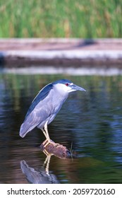 Bird Of The Brazilian Cerrado Known By The Names: Socó, Socó-Dorminhoco, Savacu And Garça Acinzentada.