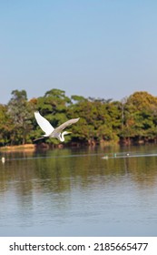Bird Of The Brazilian Fauna, Native To The São Francisco River.