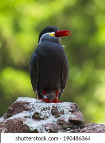 Bird In Bronx Zoo