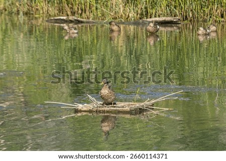 A bird brooding in the lake