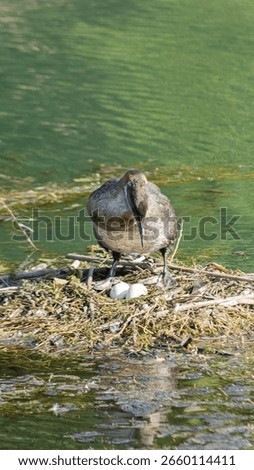 A bird brooding in the lake