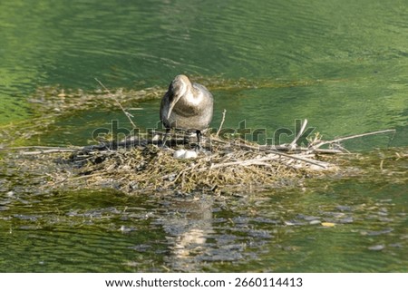 A bird brooding in the lake
