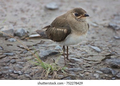 bird  brown small