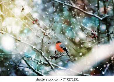 Bird bullfinch on a tree branch in winter