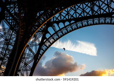 Bird by the Eiffel Tower