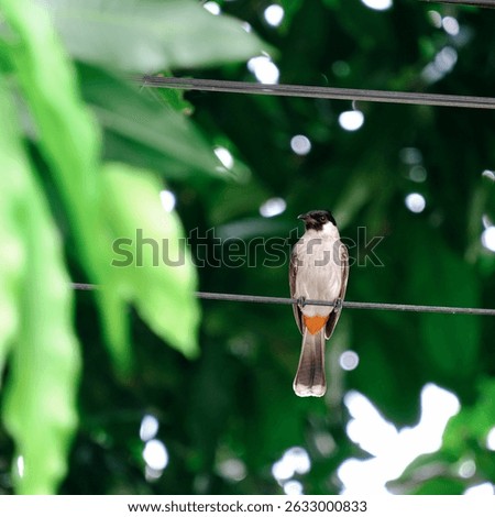 A Bird And A Cabel