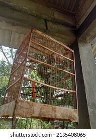 
bird cage hanging in the yard