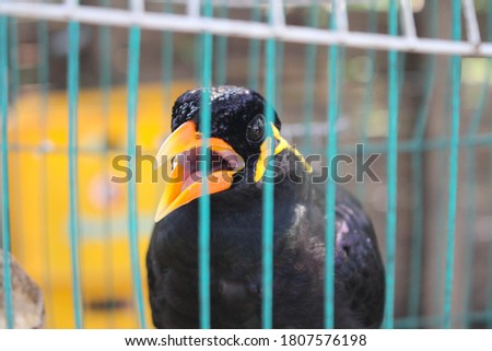 Bird cage myna bird talking Myna bird,black bird in the cage