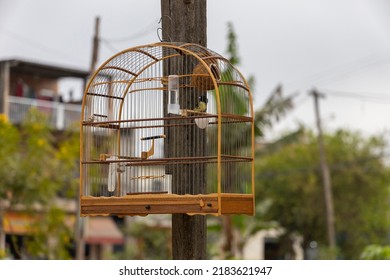 Bird In The Cage In A Poor Community In The Swamp Region