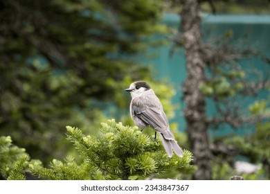 Bird Canada Jay at the top of a pine with a lake in the background