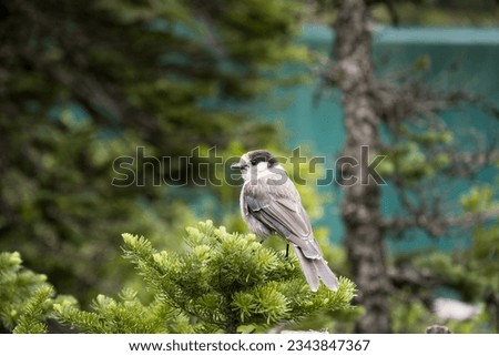 Bird Canada Jay at the top of a pine with a lake in the background