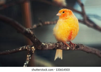 The Bird Canary In Cage.