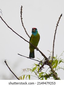 Bird Captured By 70-300 Mm Lens