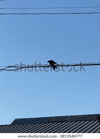 A bird captured in a dynamic pose just before takeoff, wings fully spread and body poised for flight. The image showcases natural movement, freedom, and the beauty of wildlife in action, ideal for themes of nature, travel, freedom, and animal photography.