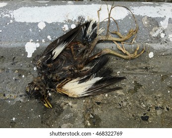 3,599 Dead bird carcass Images, Stock Photos & Vectors | Shutterstock