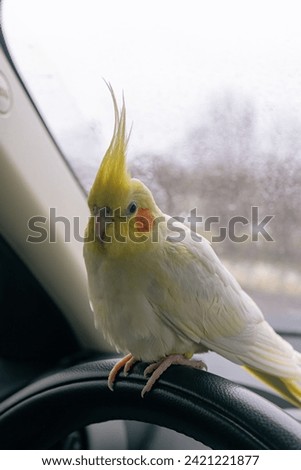Bird in the car.Parrot driver.Cockatiel parrot sits on the steering wheel of a car.Traveling with a pet.Cute bird.Cockatiel is a pet.Cute cockatiel.Home pet parrot.Ornithology.Funny parrot.pet care.
