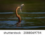 Bird catch behaviour. African darter, Anhinga rufa, sometimes called the snakebird, with prey catfish. Bird swim in the water, Marchison fall NP in Uganda. Africa wildlife nature. Bird with fish bill.