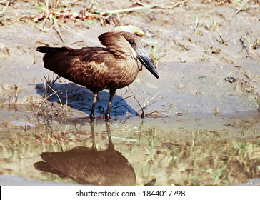 Bird Catching Fish In The River