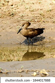 Bird Catching Fish In The River