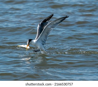  Bird Catching Fish In River