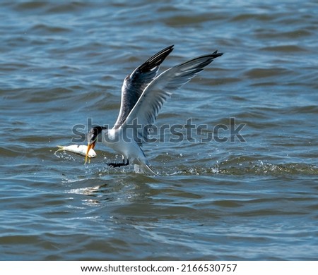  bird catching fish in river