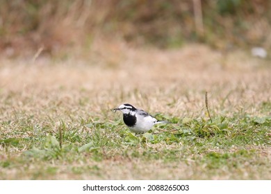 3,057 Bird catching insect Images, Stock Photos & Vectors | Shutterstock