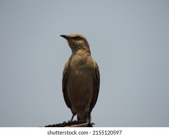 Bird From Cerrado In Brasília 