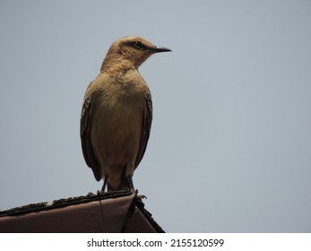 Bird From Cerrado In Brasília 