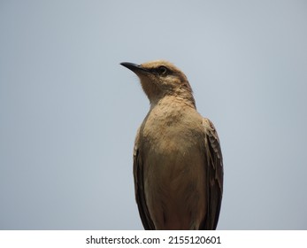 Bird From Cerrado In Brasília 