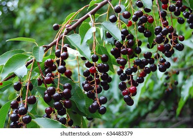 Bird Cherry