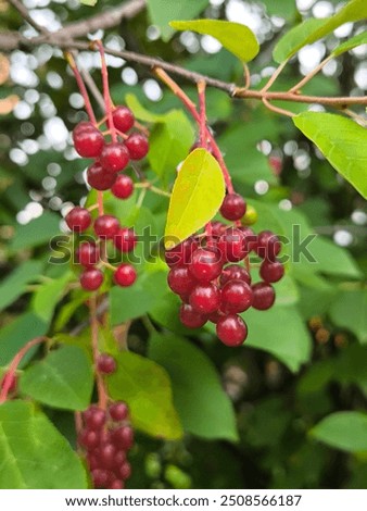 Similar – Image, Stock Photo Cherries (shortly before harvest)