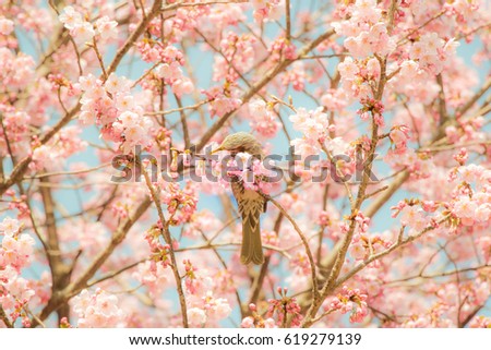 Similar – Der Frühling ist rosa. II