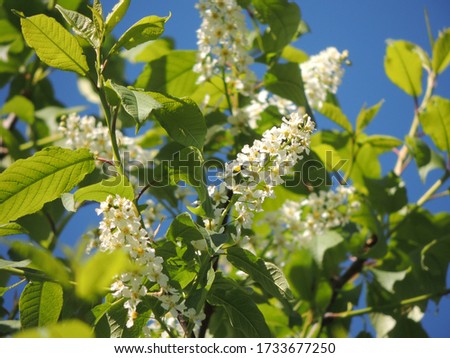 Similar – Foto Bild Frühlingsblüten Blüte