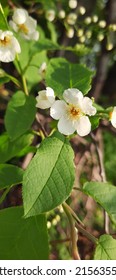 Bird Cherry Branch With Flowers In Spring.