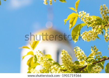 Bird cherry flowers close-up, blurred golden dome background, Orthodoxy. Religious concept, spring. soft focus.