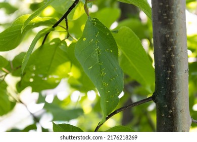 Bird Cherry Leaves Affected Gall Mites Or Cecidia. Gall Mites - Eriophyidae.