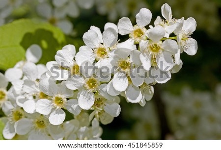 Bird cherry, Prunus padus