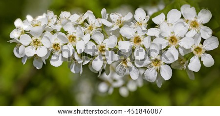 Bird cherry, Prunus padus