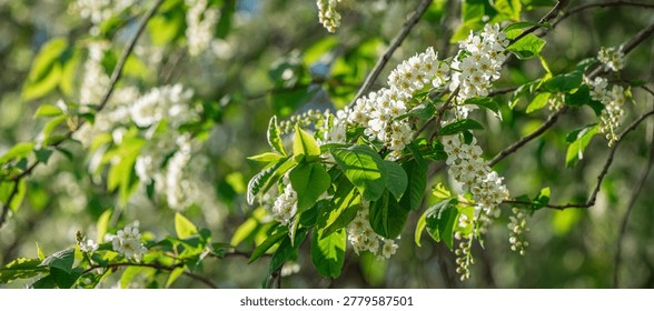 Bird cherry tree branches displaying vibrant green leaves and clusters of small white flowers, symbolizing spring bloom, new growth, and the beauty of nature in full seasonal splendor