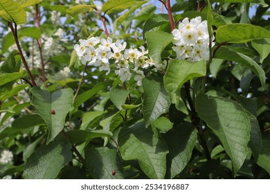 Bird cherry tree branches with white flowers, green leaves and red ladybugs on leaves on a spring day - Powered by Shutterstock