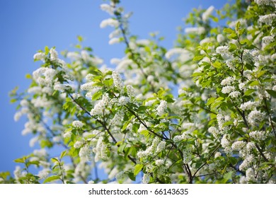 Bird Cherry Tree  In Spring Against Blue Sky